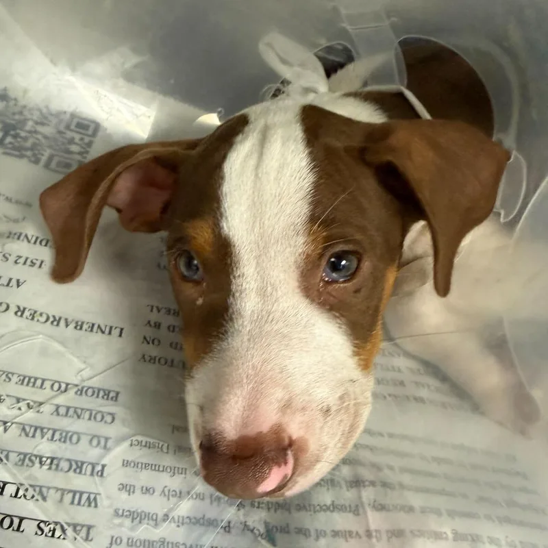 A baby small-sized male Red / Chestnut / Orange Plott Hound dog named Richie for adoption in San Antonio, TX
