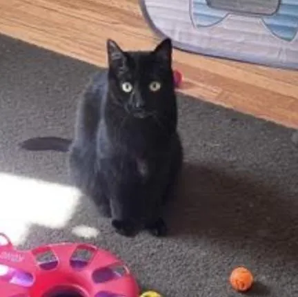 An adult medium-sized female Black Domestic Short Hair cat named Rozamund Kittington for adoption in Cincinnati, OH