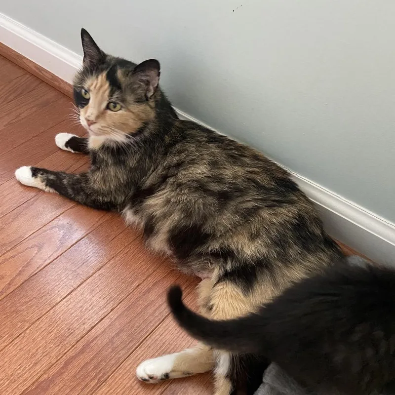 A young medium-sized female Orange / Red Domestic Short Hair cat named Elizabeth for adoption in Fairfax Station, VA