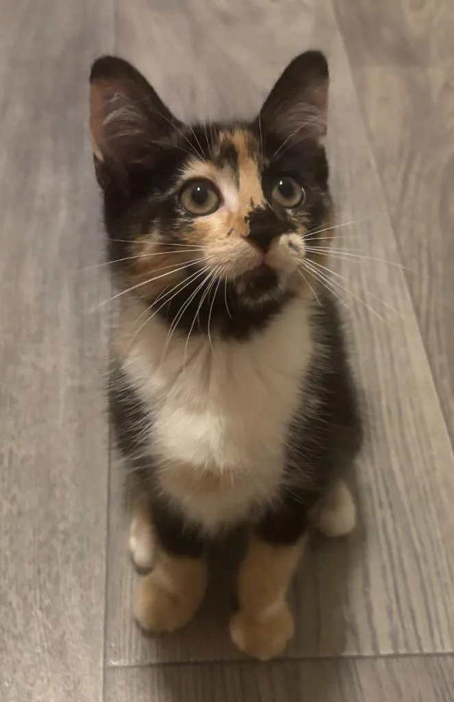 A baby medium-sized female Domestic Short Hair cat named Larkspur  Lilac Bloom for adoption in Minneapolis, MN