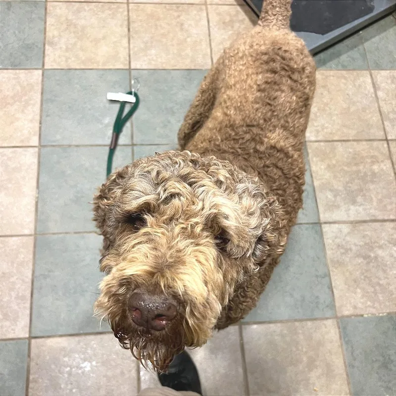 An adult large-sized male Golden Mixed Breed dog named Golden for adoption in Chattanooga, TN