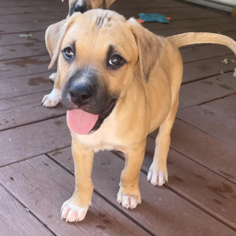 A baby medium-sized male Pit Bull Terrier dog named Maui for adoption in Krum, TX