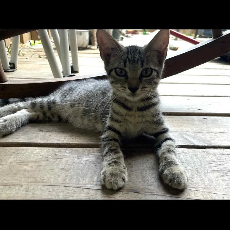 A baby small-sized female Domestic Short Hair cat named Misty for adoption in mount vernon, AR