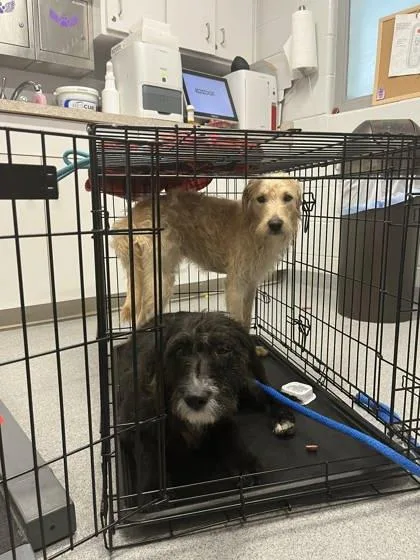 An adult medium-sized male Mixed Breed dog named Goldy for adoption in Cincinnati, OH