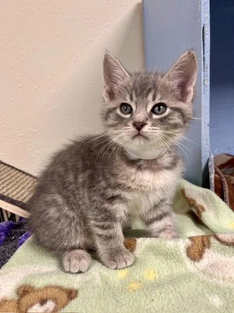 A baby small-sized male Gray / Blue / Silver Domestic Short Hair cat named Apple Jack for adoption in Webster, WI