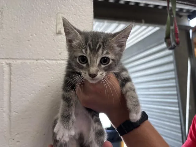 A baby small-sized female Domestic Short Hair cat named Cupcake for adoption in San Bernardino, CA