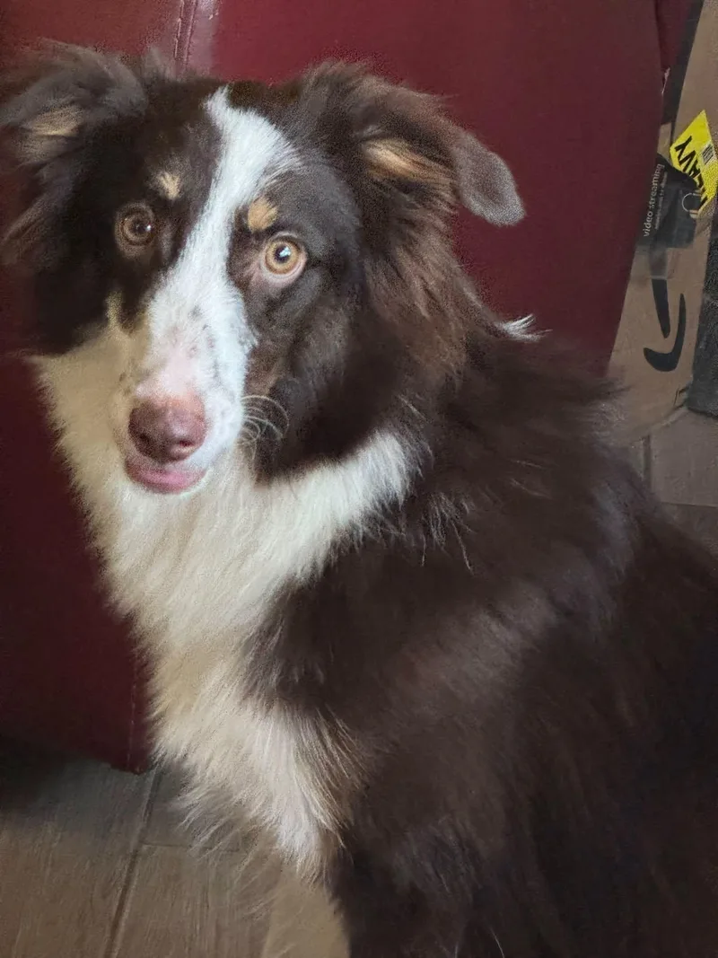 A young medium-sized female Australian Shepherd dog named Sally for adoption in Navarre, FL