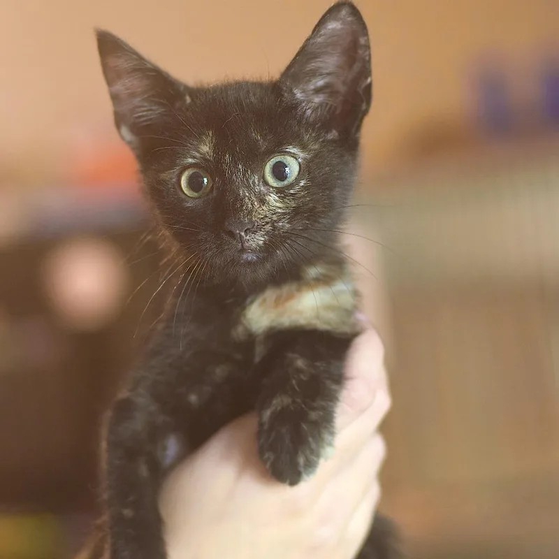 A baby small-sized female Tortoiseshell Domestic Short Hair cat named Madame Zeroni for adoption in Belleville, IL