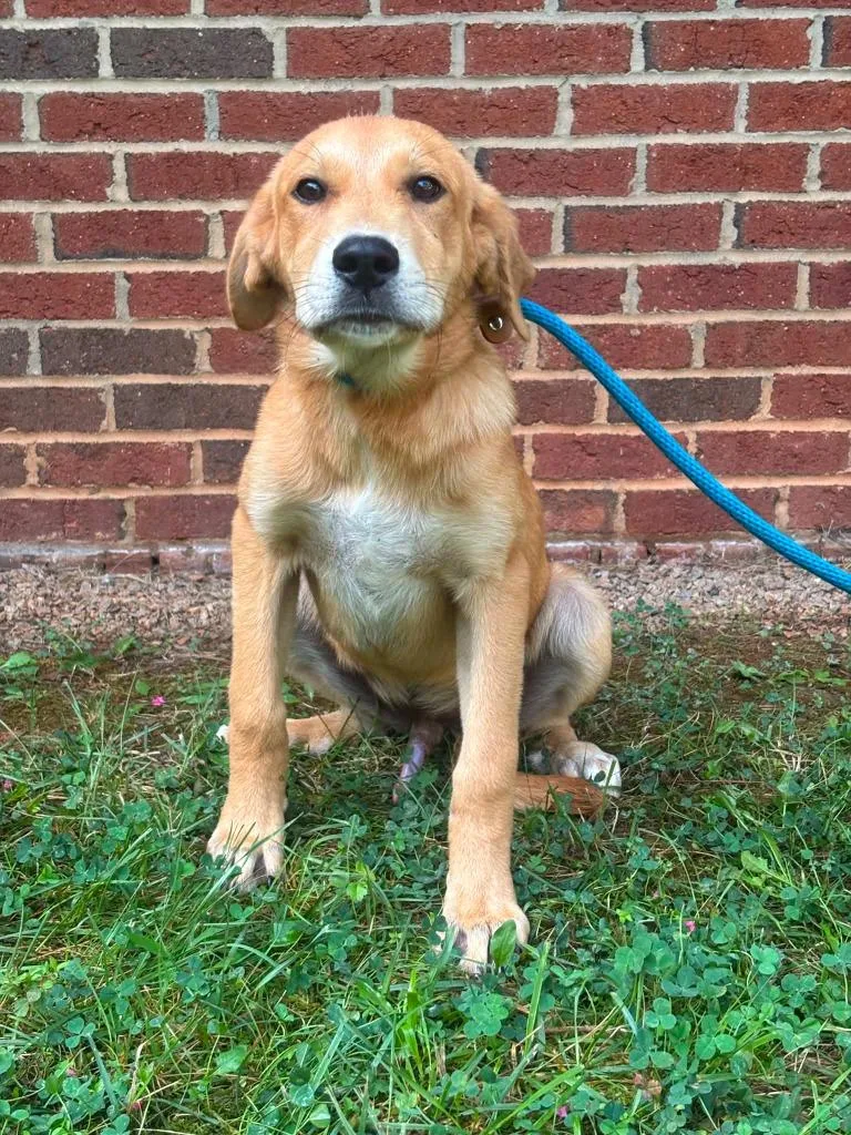 A baby medium-sized female Mixed Breed dog named Evelyn for adoption in Warrenton, NC