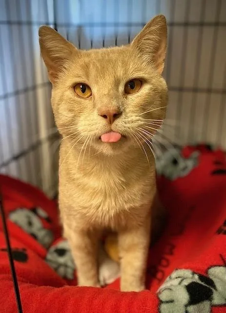 An adult medium-sized male Domestic Short Hair cat named Princeton for adoption in Duxbury, MA