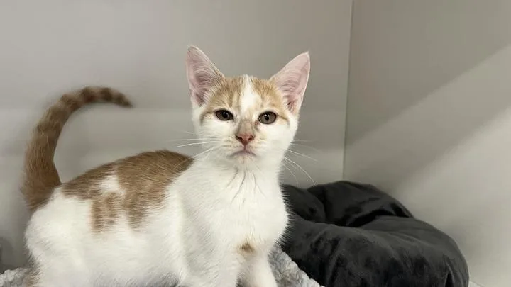 A baby medium-sized male Orange & White Domestic Short Hair cat named Mr. Weenie for adoption in Chestertown, MD