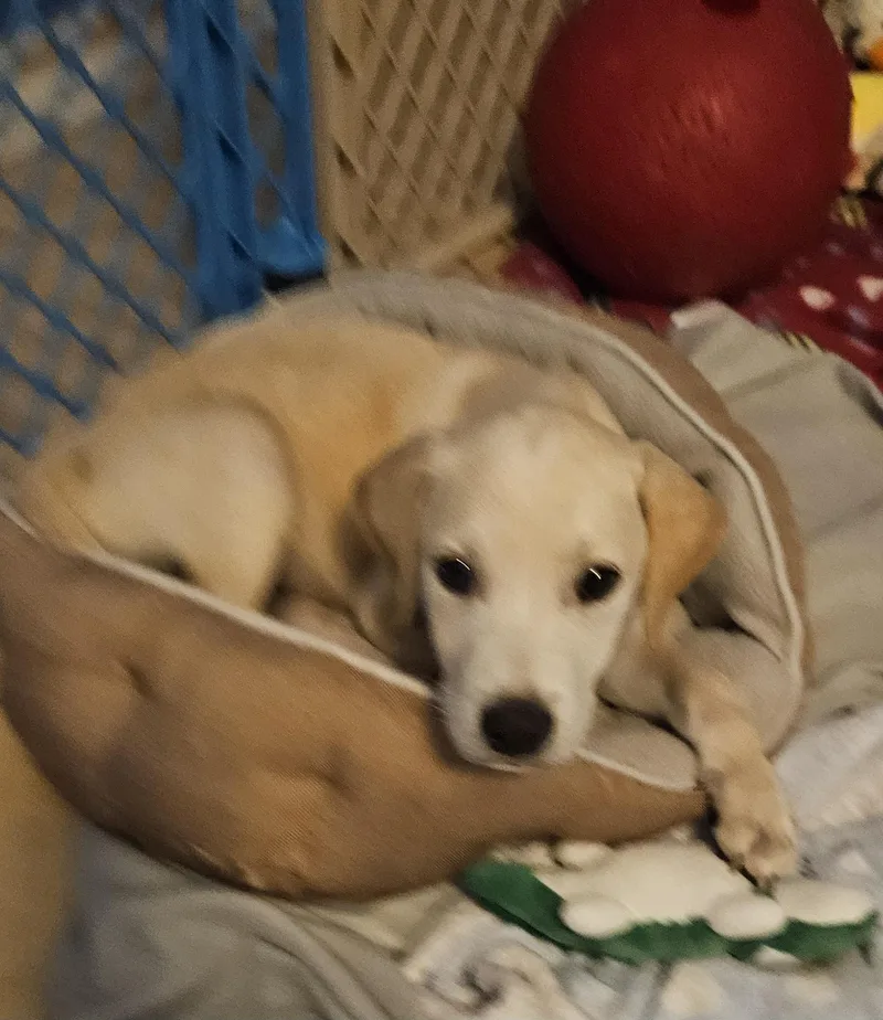 A baby medium-sized male Apricot / Beige Labrador Retriever dog named Pop for adoption in Cape Coral, FL