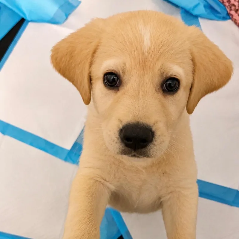 A baby medium-sized male Brown / Chocolate Mixed Breed dog named Harold for adoption in Alexandria, VA