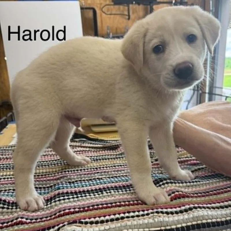 Harold thumbnail 2