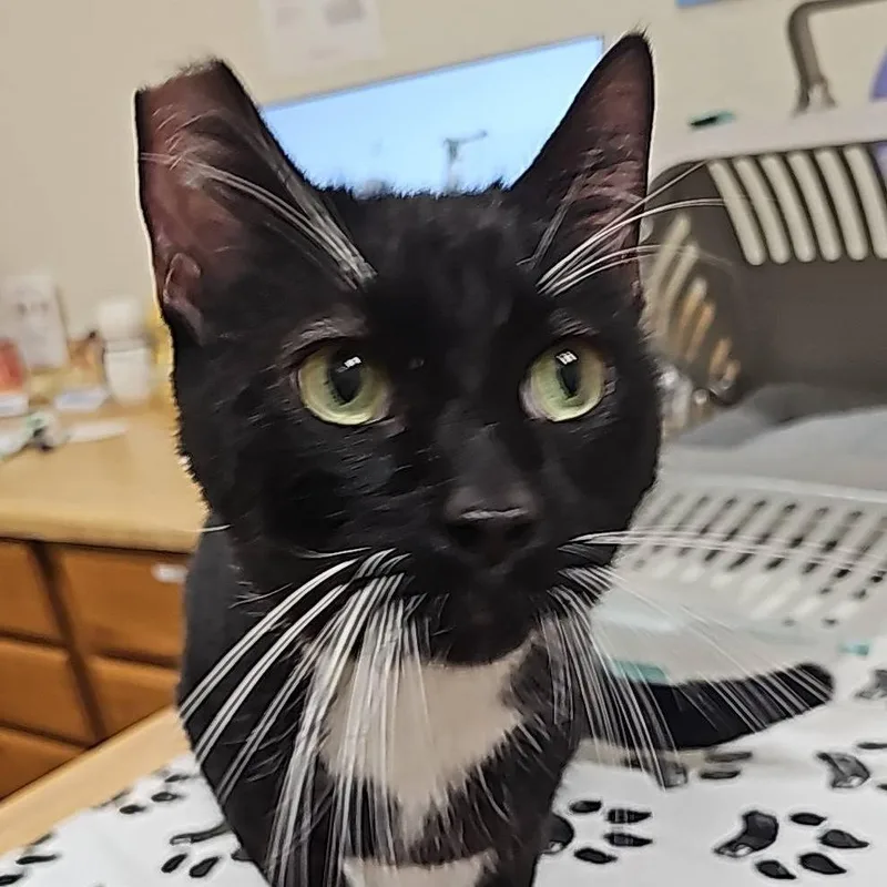 An adult small-sized male Black American Shorthair cat named Sylvester for adoption in Hemet, CA