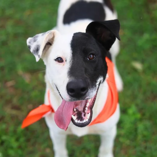 A young medium-sized female Labrador Retriever dog named Lilly for adoption in San Antonio, TX