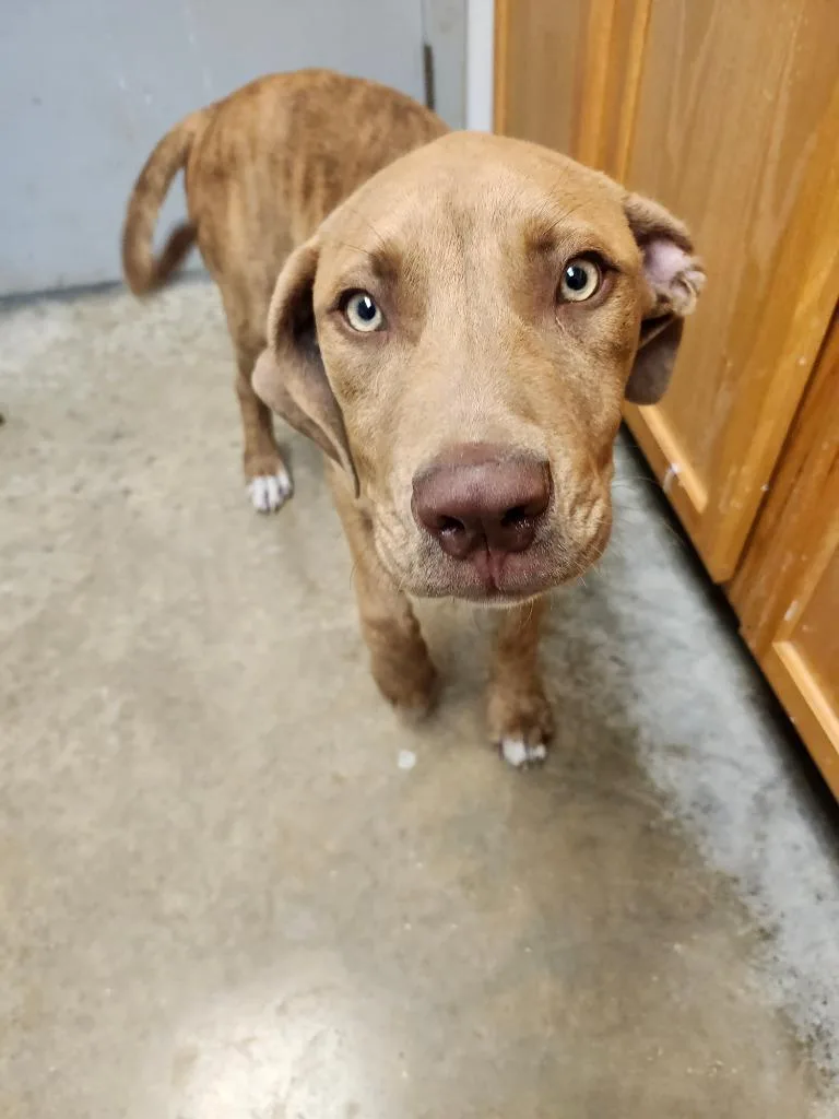 A baby medium-sized male Pit Bull Terrier dog named Voodoo for adoption in Lockhart, TX