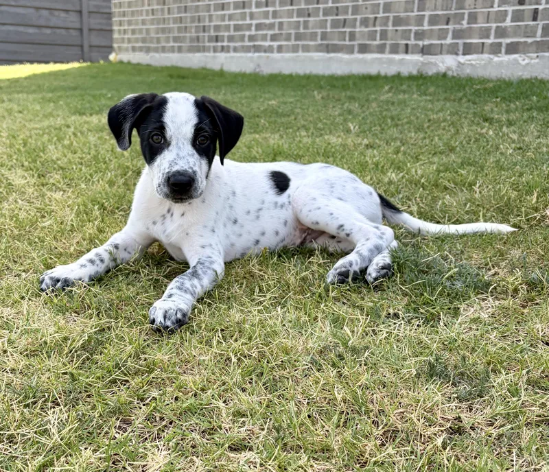 A baby small-sized male Terrier dog named Avery for adoption in Coppell, TX