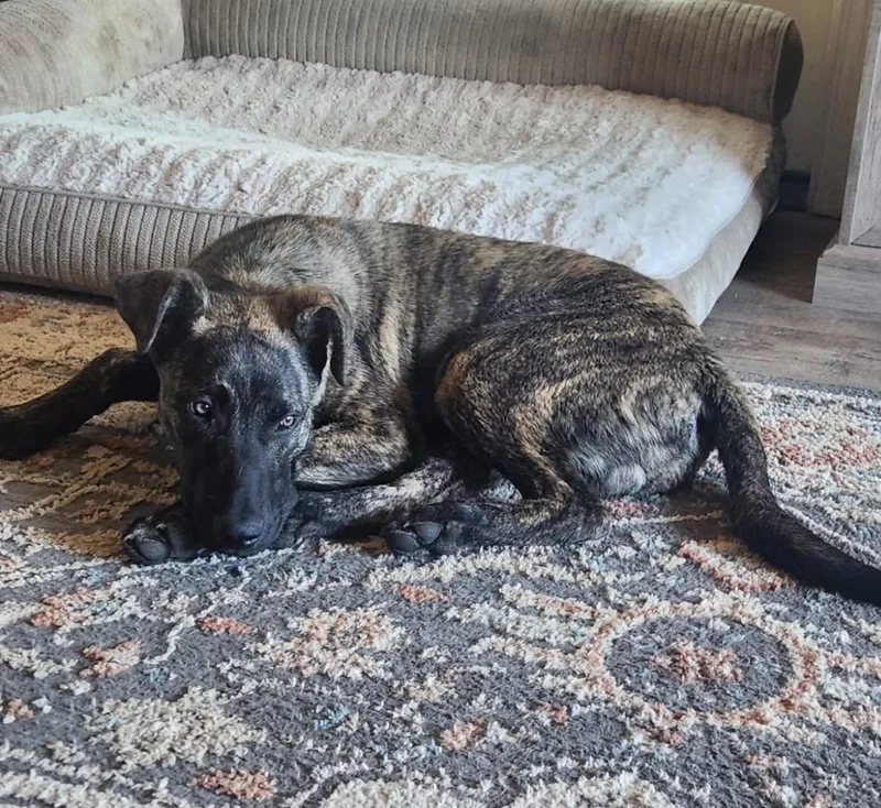 A baby large-sized male Brindle German Shepherd Dog dog named Charlie for adoption in Grants Pass, OR