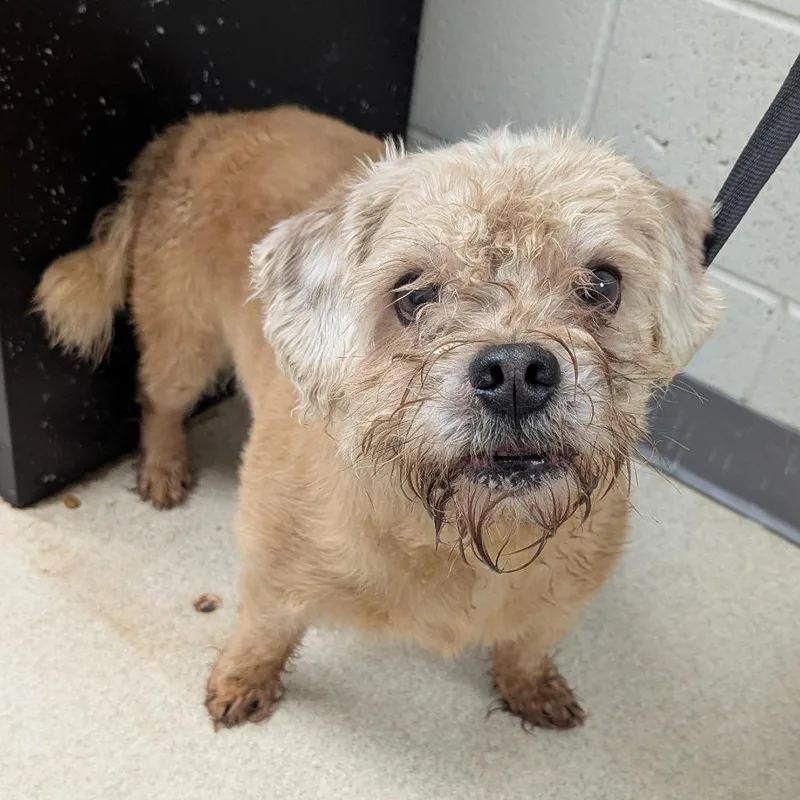 Little Man thumbnail 2