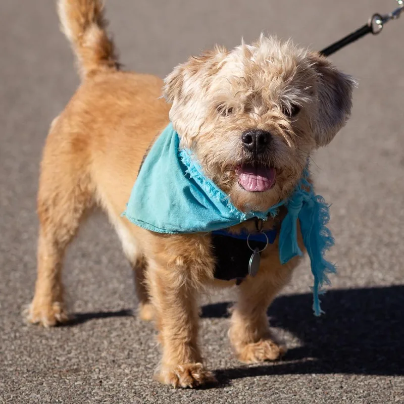 Little Man thumbnail 3