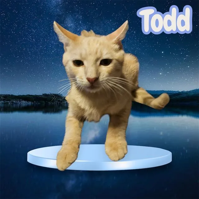 A baby small-sized male Domestic Short Hair cat named Todd for adoption in Visalia, CA