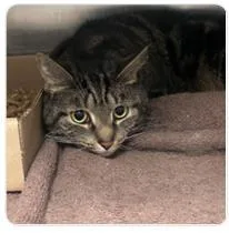 An adult medium-sized female Domestic Short Hair cat named Tot for adoption in West Chester, PA
