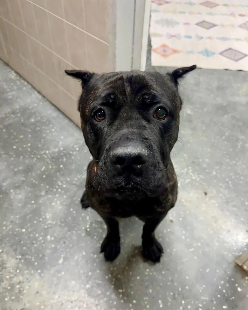 A young large-sized male Cane Corso dog named Theo for adoption in Youngstown, OH