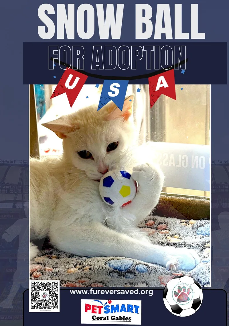 A young medium-sized female White Domestic Short Hair cat named Snow White for adoption in Miami, FL