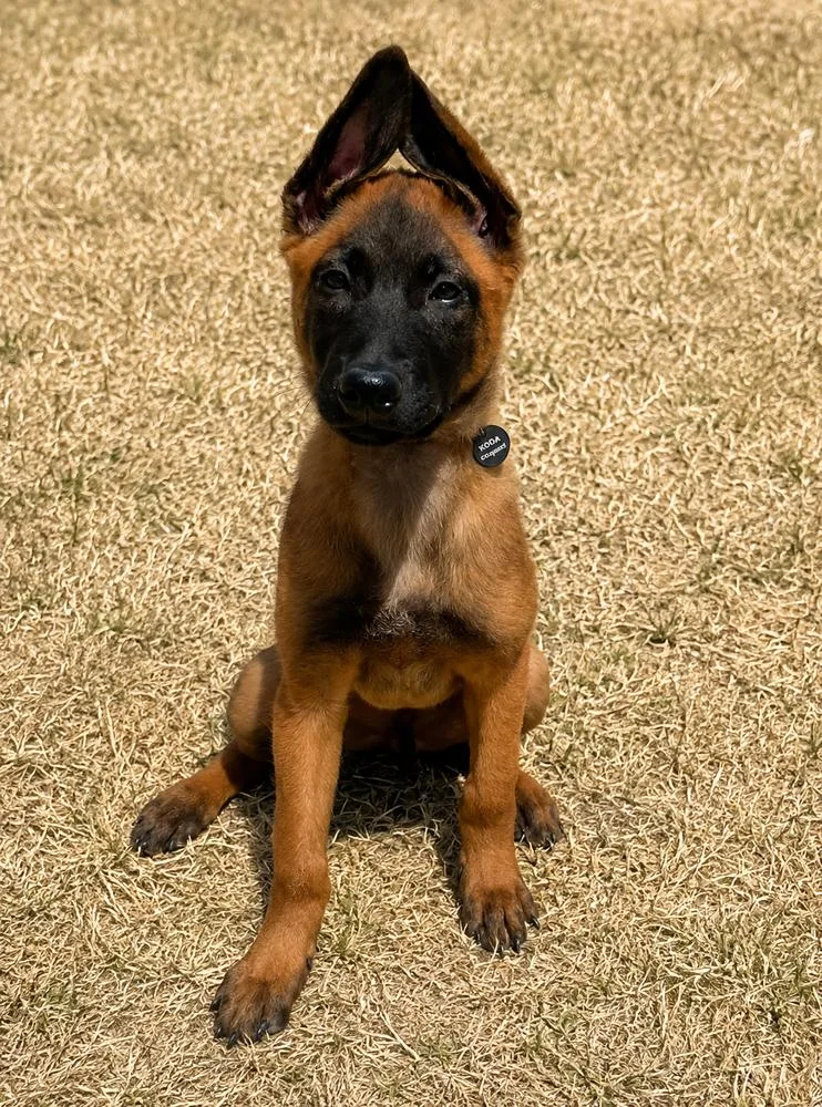 Max