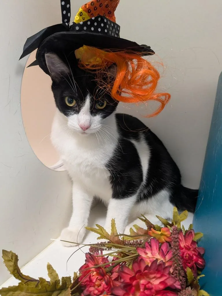 A young medium-sized male Domestic Short Hair cat named Stinky for adoption in Bryant, AR