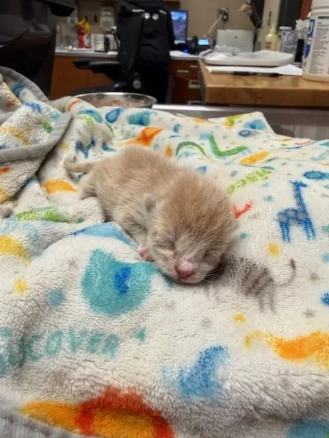 Cinnamon