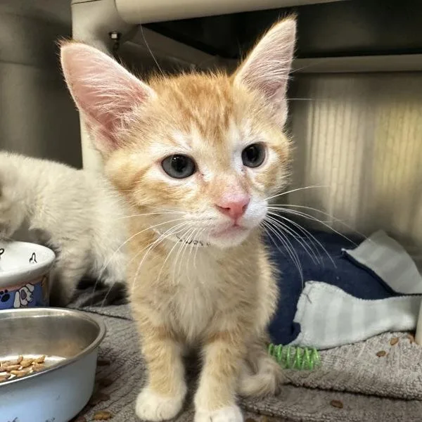 A baby small-sized male Domestic Short Hair cat named Broadsword for adoption in Walnut Creek, CA
