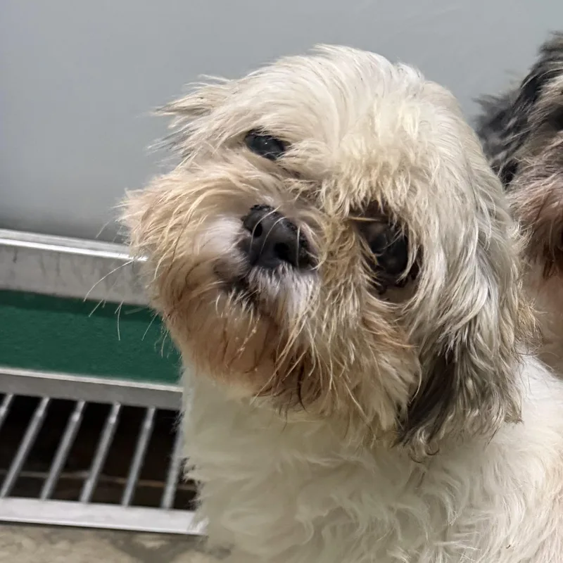 An adult small-sized female Apricot / Beige Shih Tzu dog named Daisy for adoption in Trenton, MO