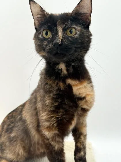 An adult small-sized female Domestic Short Hair cat named Mama Mia for adoption in Bowling Green, KY