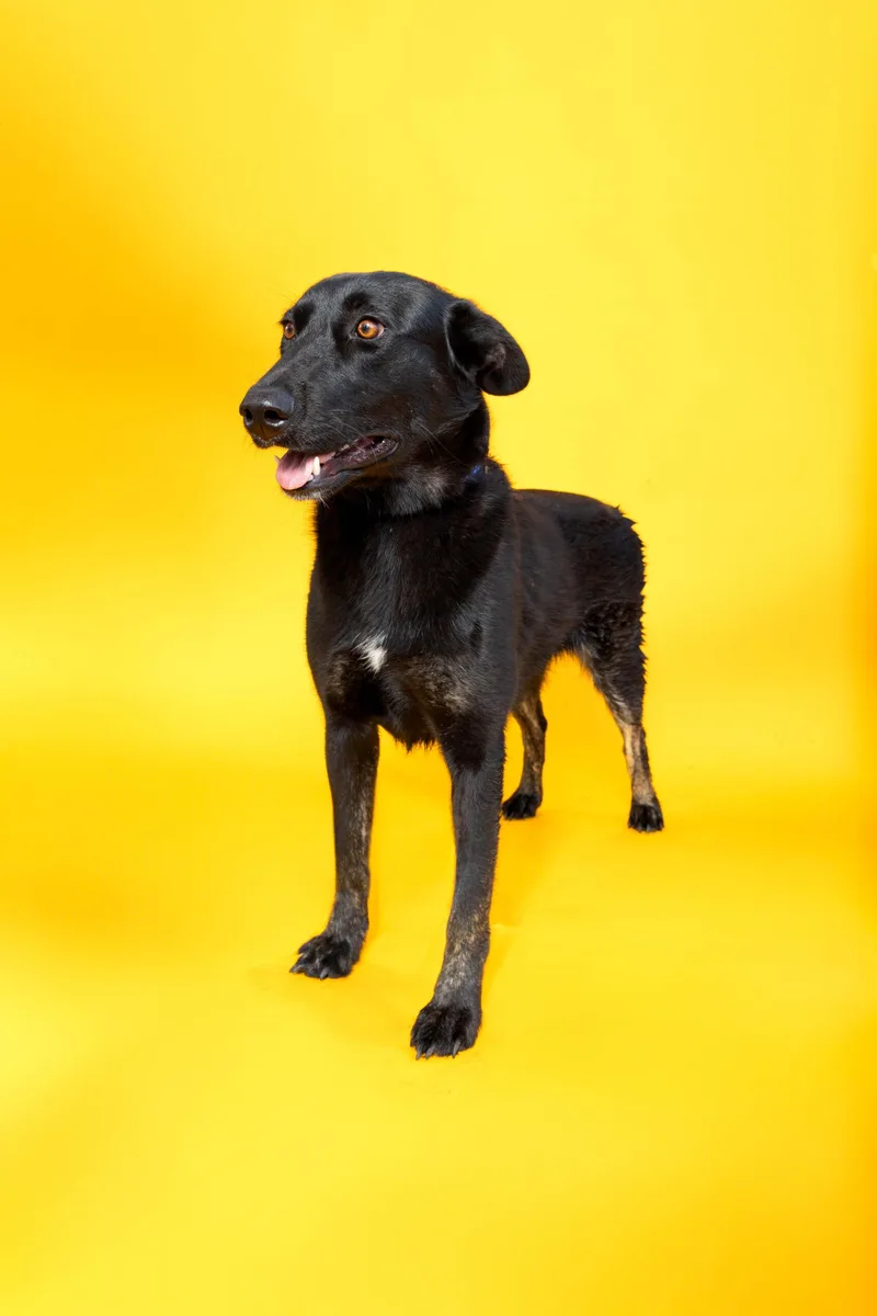 A young medium-sized male Black Labrador Retriever dog named Neo for adoption in Sullivan City, TX