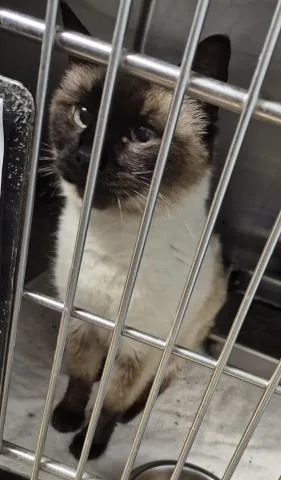 A senior large-sized male Siamese cat named Champ for adoption in Decatur, IL