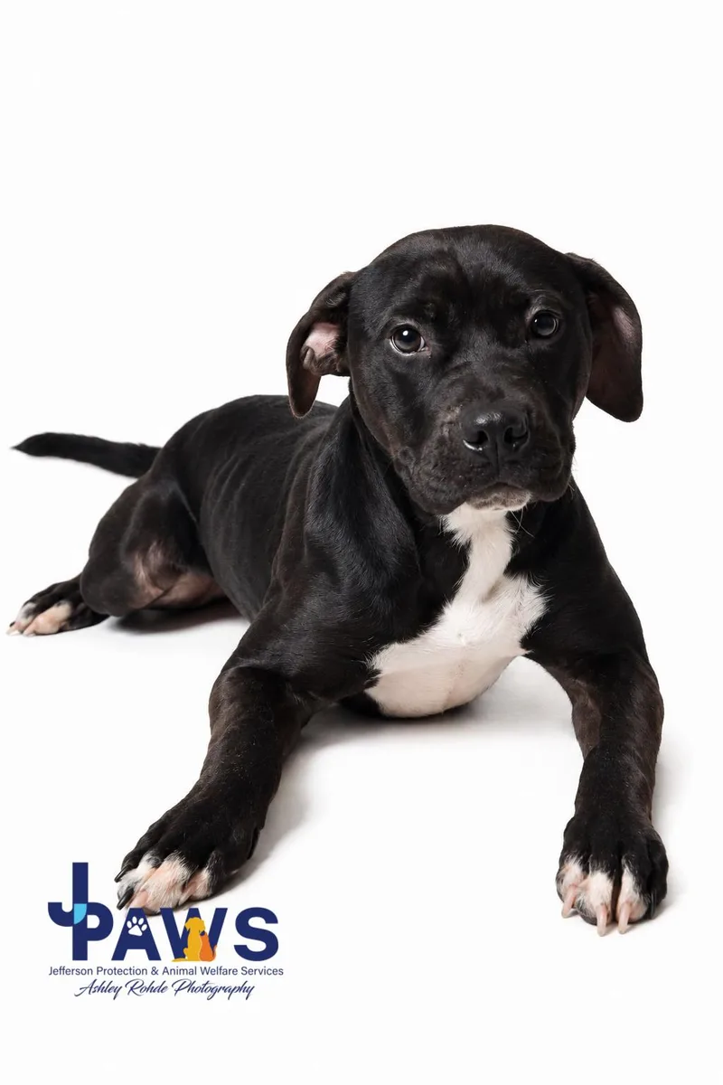 A young medium-sized female Black Mixed Breed dog named Jasmine for adoption in Harvey , LA