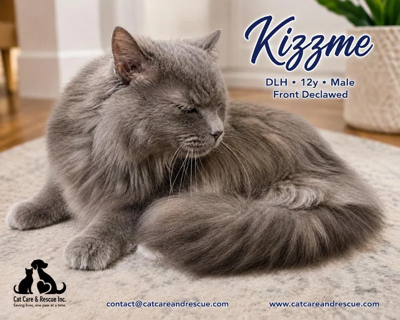 A senior medium-sized male Gray / Blue / Silver Domestic Long Hair cat named Kizzme Bonded Pair for adoption in Chicago, IL