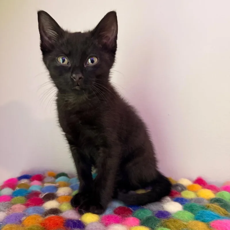 A baby small-sized male Black American Shorthair cat named Bobby Pin for adoption in Charlotte, NC
