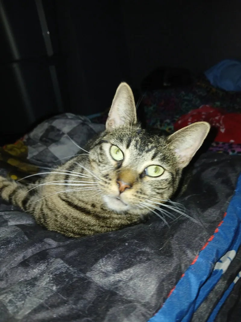 An adult medium-sized male Tabby (Brown / Chocolate) American Shorthair cat named Adonis for adoption in Nutley, NJ