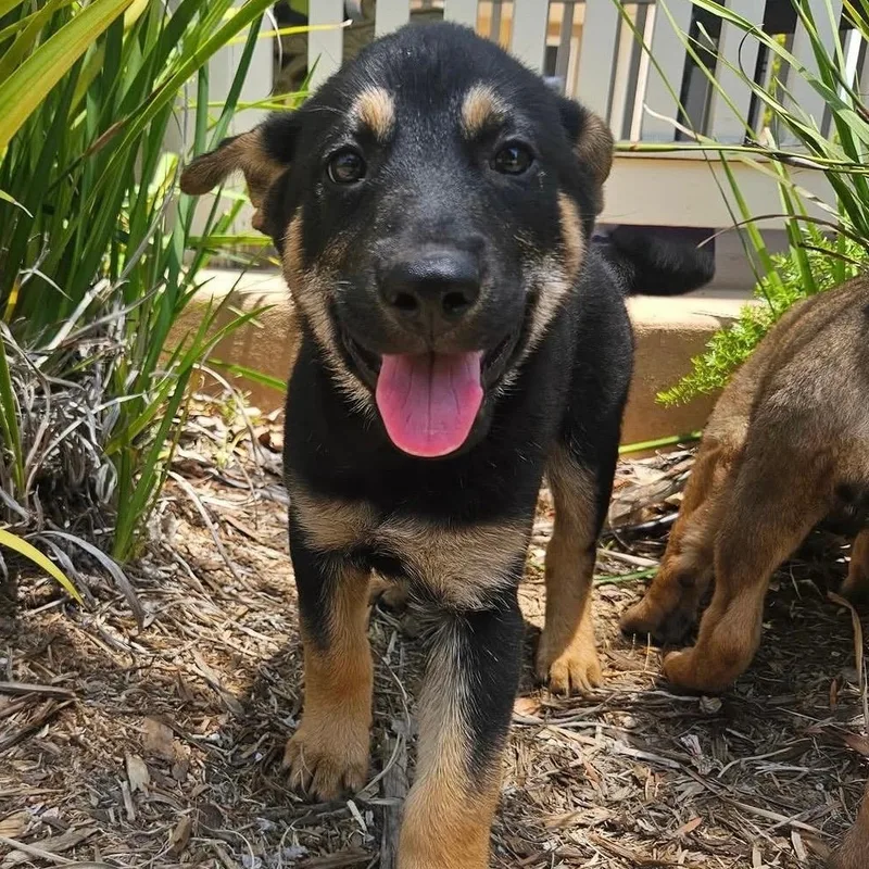 A baby medium-sized female German Shepherd Dog dog named Maddie for adoption in Whittier, CA