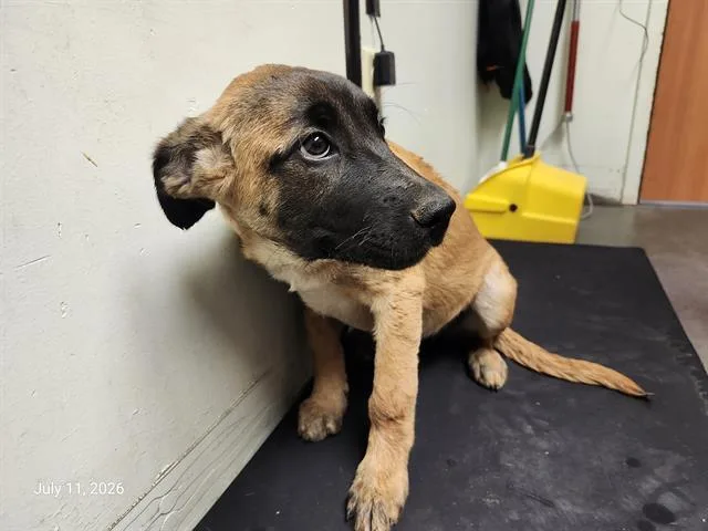 A baby small-sized female Belgian Shepherd / Malinois dog named Messi for adoption in Santa Cruz, CA