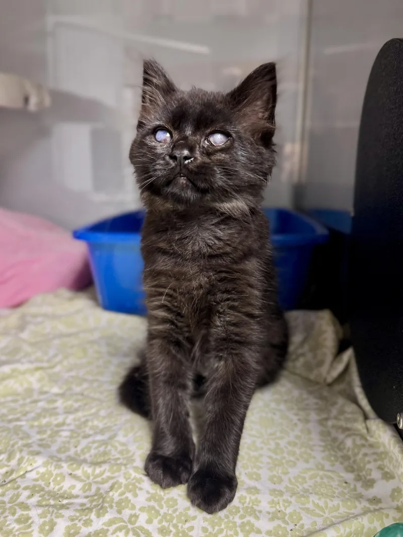 A baby medium-sized female Domestic Short Hair cat named Mufaletta for adoption in Midland, MI