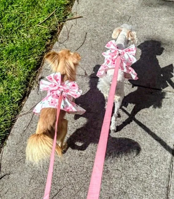 A young small-sized female Miniature Poodle dog named Honey And Vanilla for adoption in Los Angeles, CA