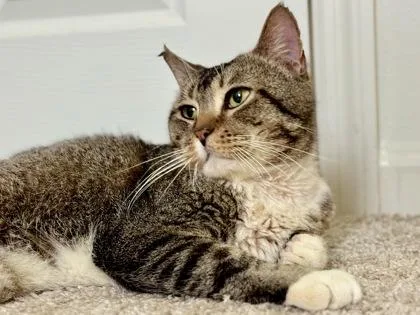 An adult medium-sized male Domestic Short Hair cat named Champ for adoption in Vero Beach, FL