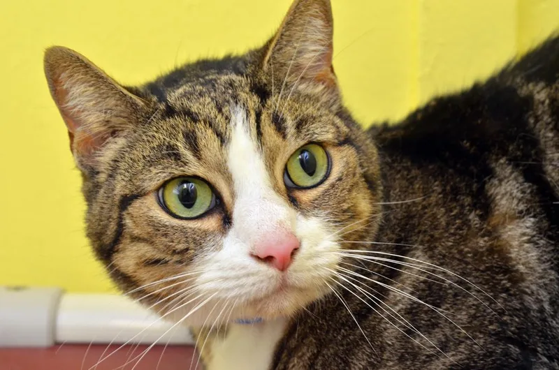 An adult medium-sized male Brown / Chocolate Domestic Short Hair cat named Lil Guy for adoption in Sanford, FL