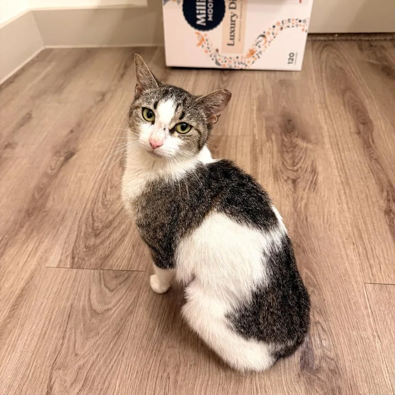 An adult medium-sized female White Domestic Short Hair cat named KitKat for adoption in Houston, TX