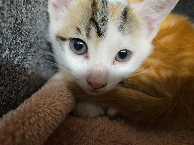 A baby small-sized female Domestic Short Hair cat named Juana for adoption in Tustin, CA