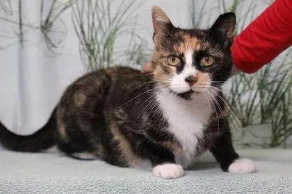 An adult medium-sized female Domestic Short Hair cat named Flip Flop for adoption in West Chester, PA